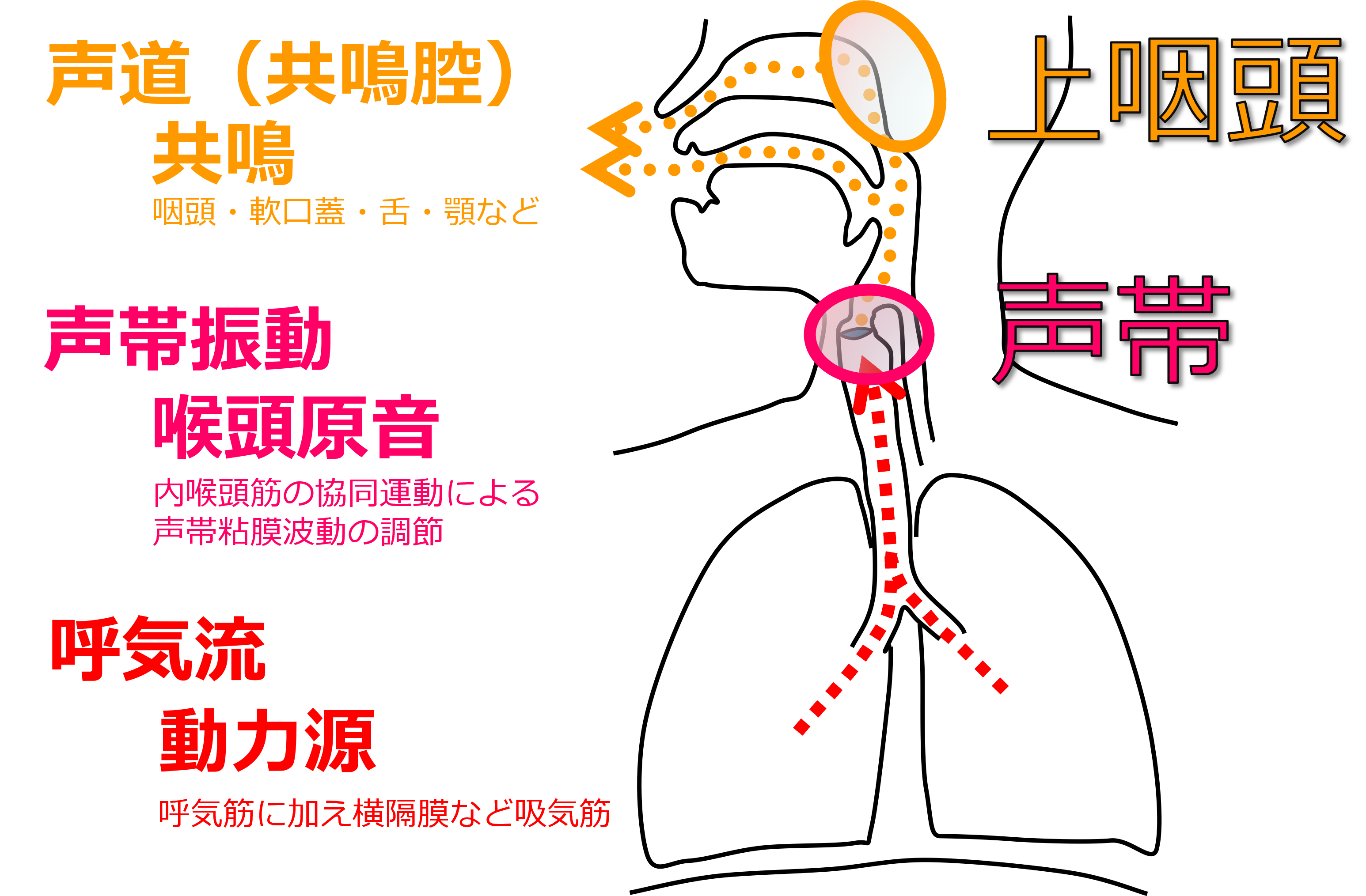 声の医学ガイド 01 – 声をコントロールする3要素と声帯所見の見方｜声のクリニック 赤坂