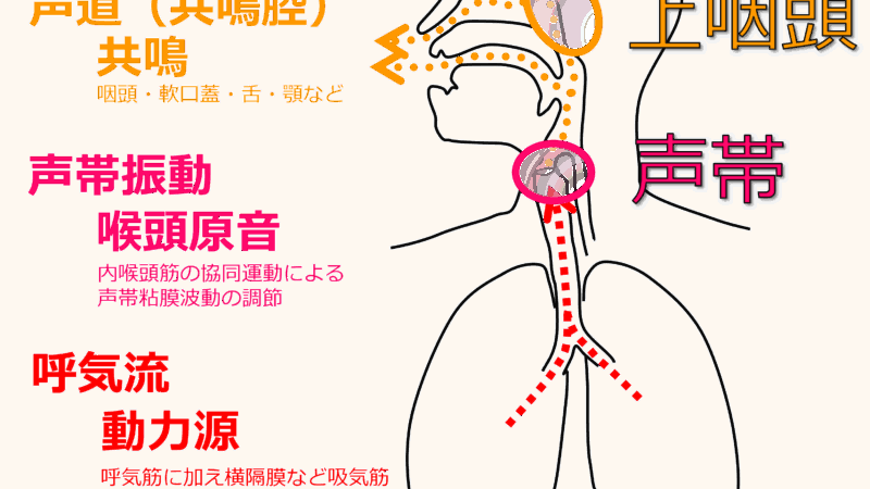 声の医学ガイド 01 – 声をコントロールする3要素と声帯所見の見方